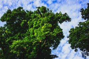 trees with large green crowns against the sky