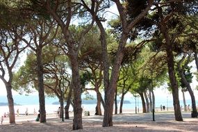 awesome Forest Beach