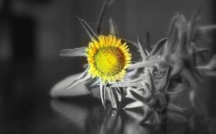 small yellow sunflower on the black and white background