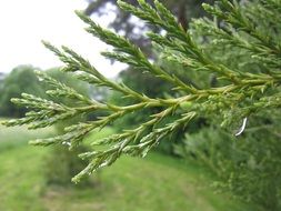 thuja green branches after rain