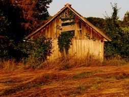 Hut with the plants