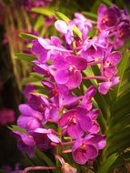 pink Flower Orchid Tropical plant