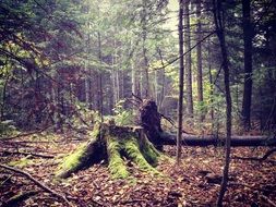 magnificent Stump with Moss