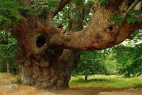 millennial tree in the nature of spain