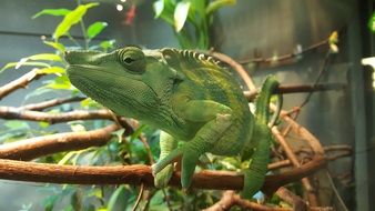 Green Chameleon on branch in Zoo