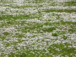 lot of White Daisies on Spring Meadow