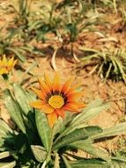 Small flowers in summer