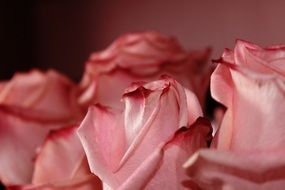 bouquet of pale red roses close-up