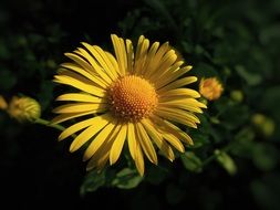 bush with yellow flowers in the dark closeup