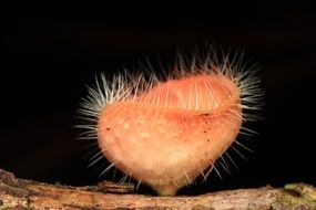 Cookeina tricholoma, round fluffy forest mushroom