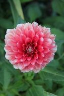 pink dahlia flower in the garden