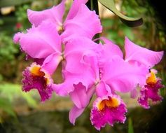 Orchids Purple Blossom