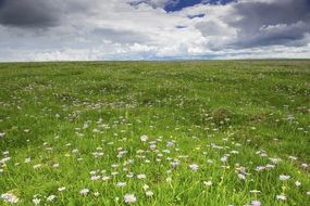white wild flowers in a meadow under a cloudy sky