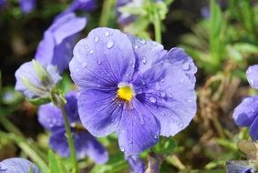 blue pansy Flowers with dew drops