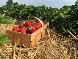 red ripe strawberries in a basket on a straw