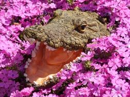 Crocodile and pink flowers close-up