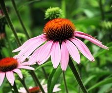incredibly handsome Cone Flower
