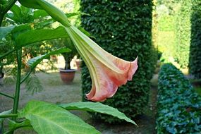 amazing angel's trumpet flower