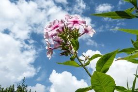 pink phlox on a background of blue sky