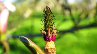 unusual tropical plant with flower close-up