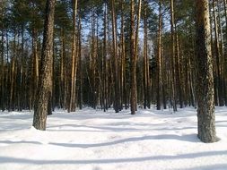 snow cover in a pine forest
