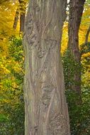 Tree trunk close up