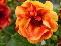 garden bush with orange blossoms
