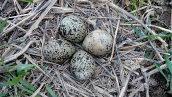 Eggs Quail