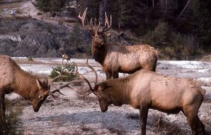 three bull moose in a natural environment