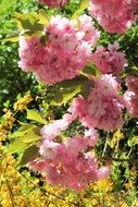 lush pink inflorescences on a tree on a sunny day