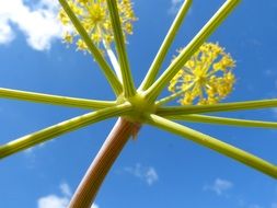 umbrella form of a plant