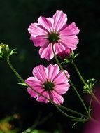 incredibly handsome Wood Pink Petals