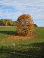 colorful autumn tree among green meadow on a sunny day