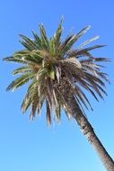 Beautiful and colorful palm tree at blue sky