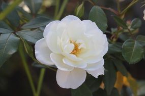 White rose flower blossoms on the plant