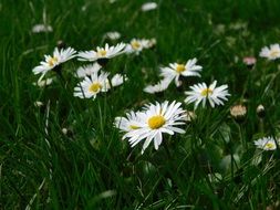 white flowers on a green meadow in summer