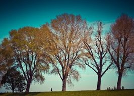 Nature Trees Landscape
