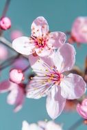 pink cherry blossoms in macro