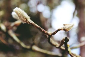 pussy willow in early spring