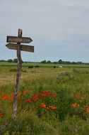 wooden signs on the field