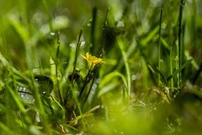 Green grass and yellow flower in the spring