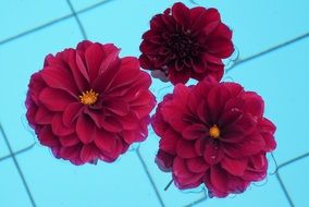 three burgundy dahlias in the pool