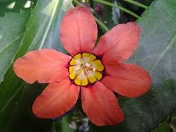 Red and yellow beautiful flower blossoms