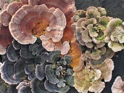 different tree mushrooms close-up