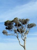 Melaleuca quinquenervia ÑÐº Paperbark Tree