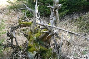 dry tree covered with moss