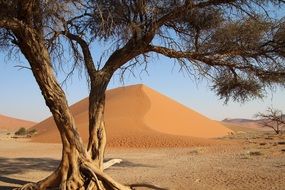 tree on the background of the desert in Africa