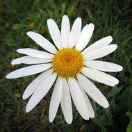 white Daisy Flower at Wild, top view