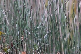 Horsetail Winter Horsetail