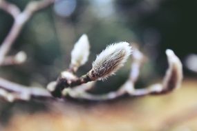 fluffy pussy willow in the garden